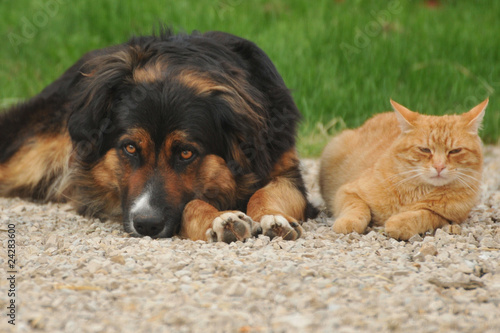 GER-Hund und Katze
