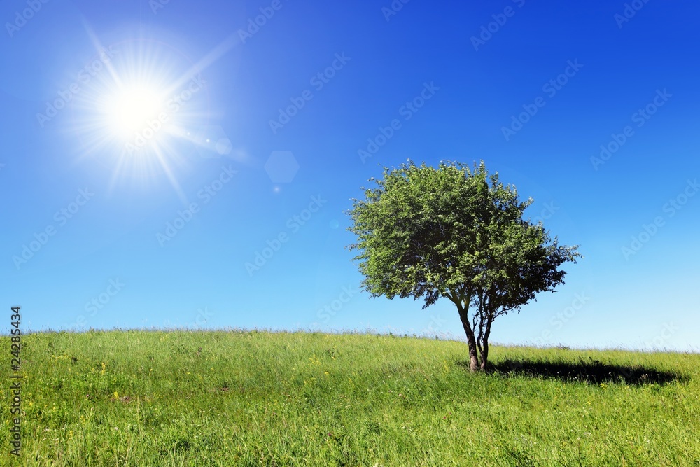 Fototapeta premium Green field and lonely tree