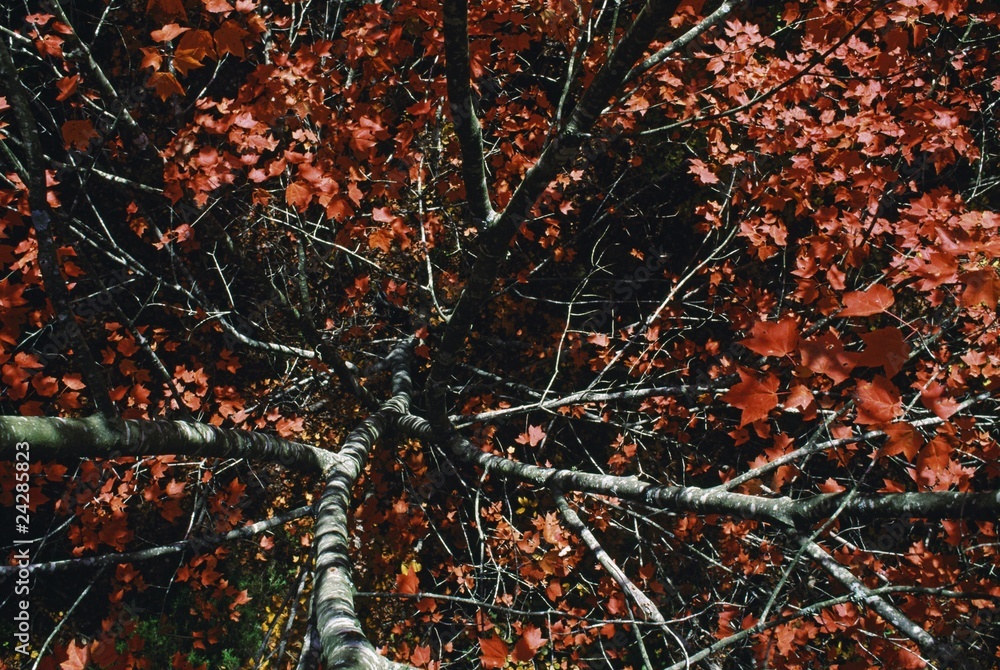 Maple Tree With Autumn Color, North Carolina, Usa