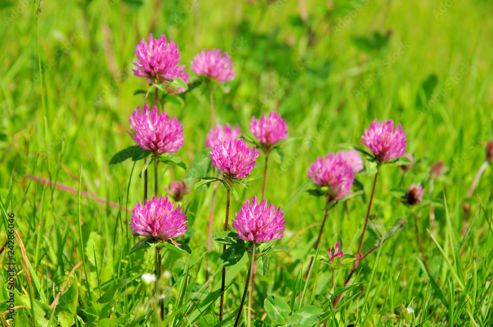 Klee - Red Clover 01 Klee - Red Clover 01
