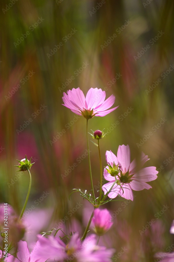 Pink flowers