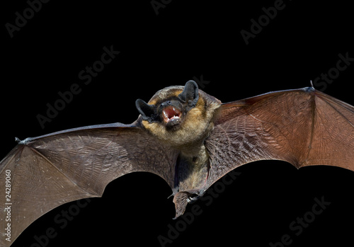 Bat 7 photo