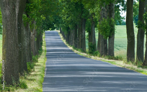 walkaway tarmac road with trees leading to unknown