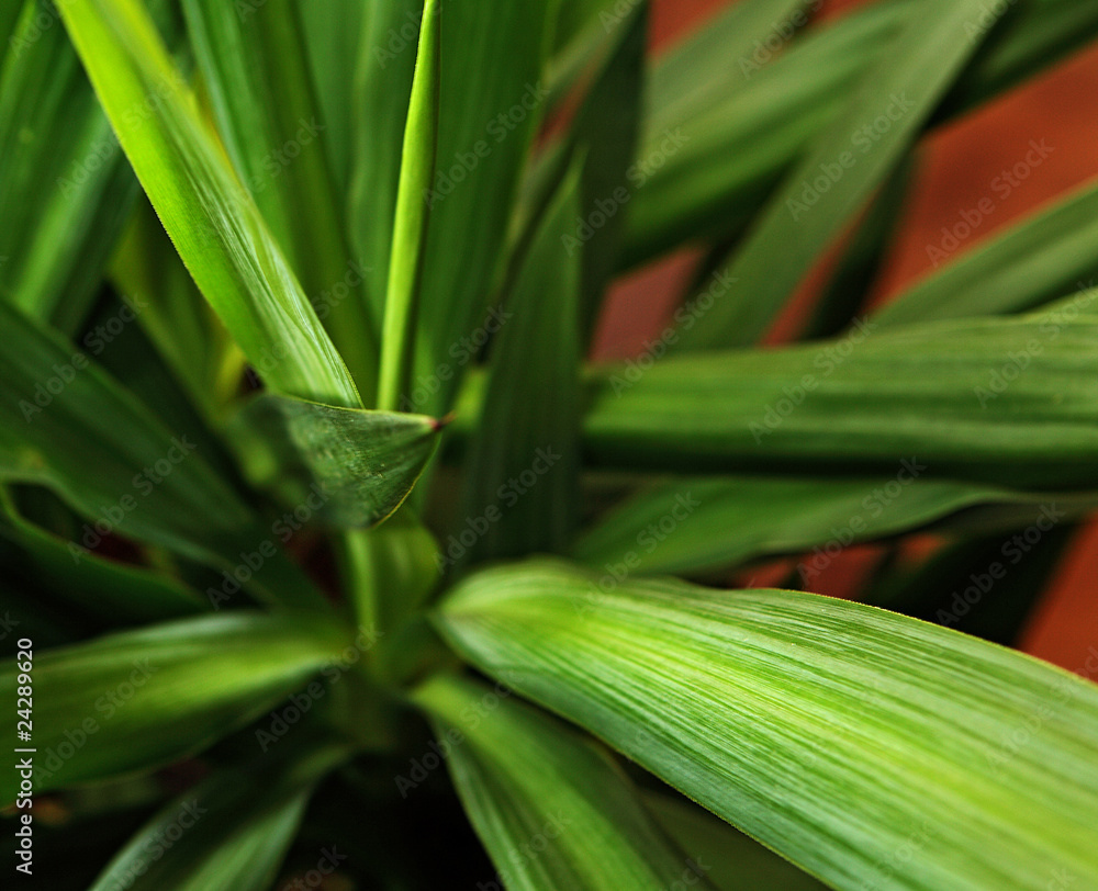 Palme Palme