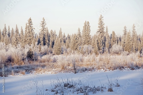 Wallpaper Mural Frost On Trees, Elbow River, Alberta, Canada Torontodigital.ca