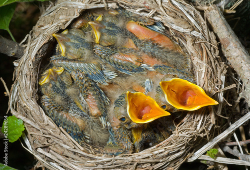 Nest of thrush 2