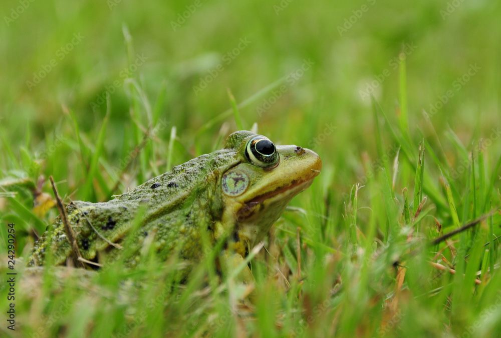Fototapeta premium żaba