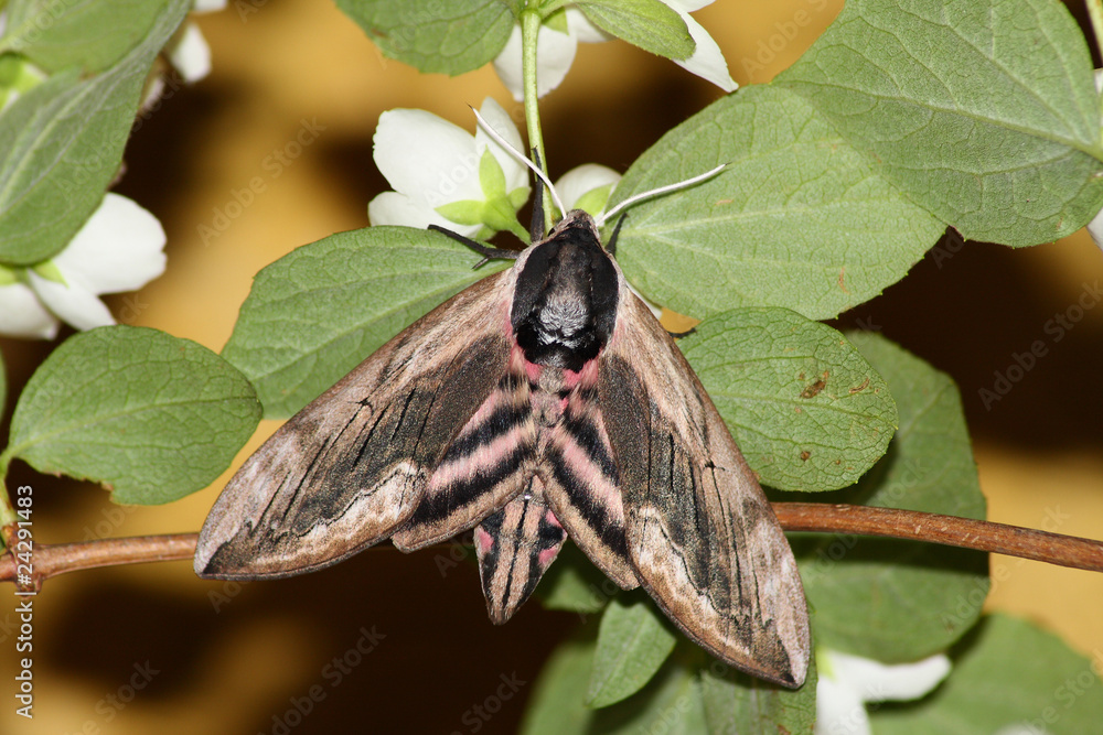Naklejka premium Hawk moth (Sphinx ligustri)