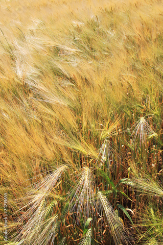 Wallpaper Mural The Field of ripe Grain Torontodigital.ca