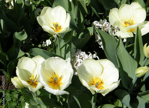 Washington White tulips April 2010