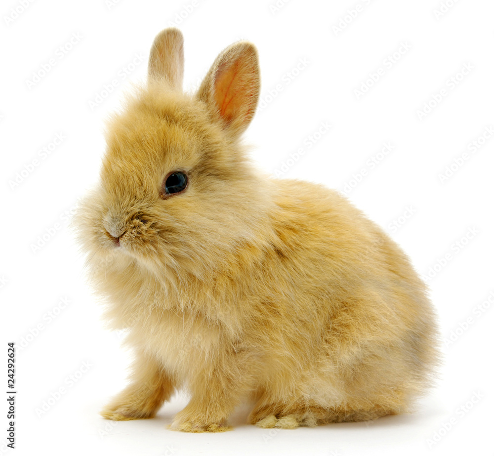 rabbit on white rabbit on white