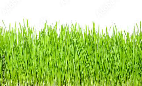 green grass