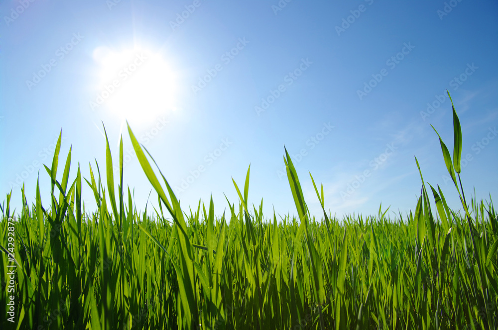 Obraz premium field