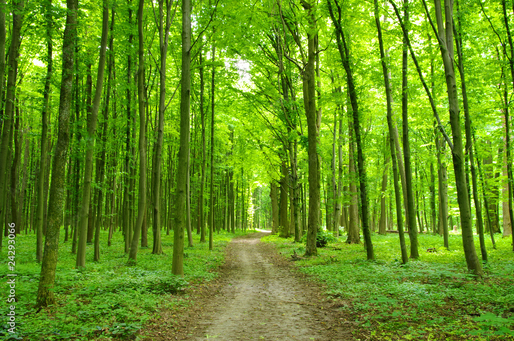 Obraz premium forest