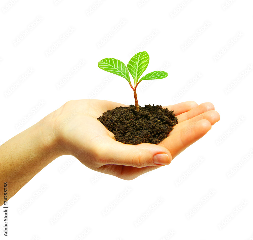 plant plant
