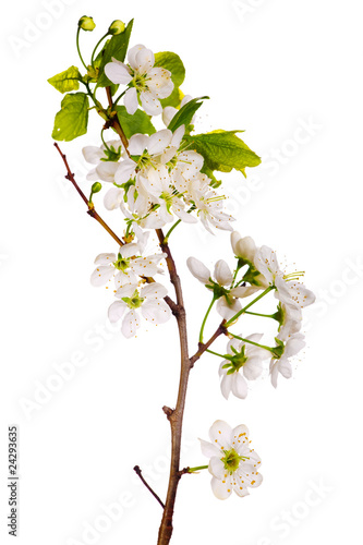 white cherry blossom macro