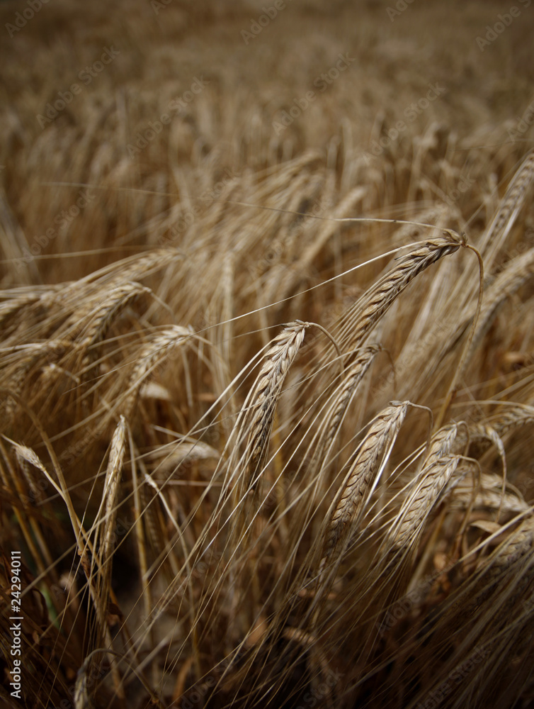 wheat field agriculture nature meadow growing food wheat field agriculture nature meadow growing food
