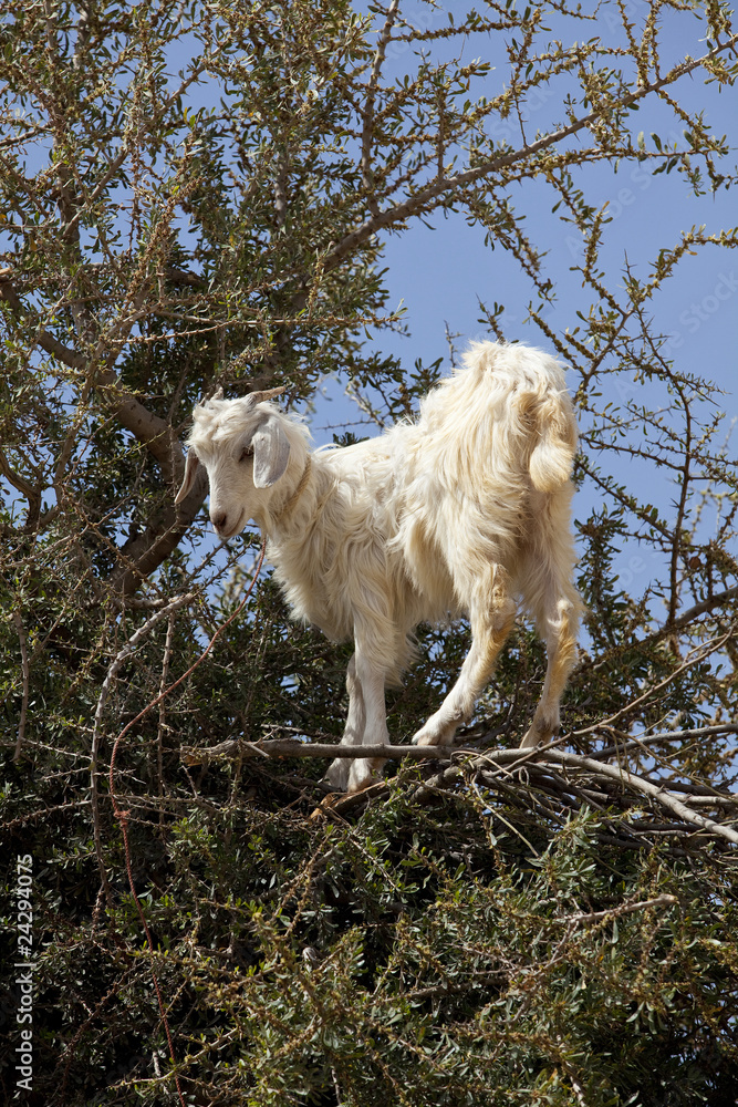 Obraz premium Ziege im Arganbaum