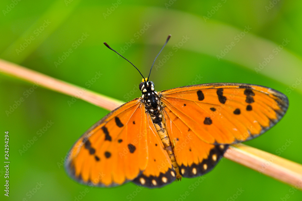 Obraz premium Orange Butterfly