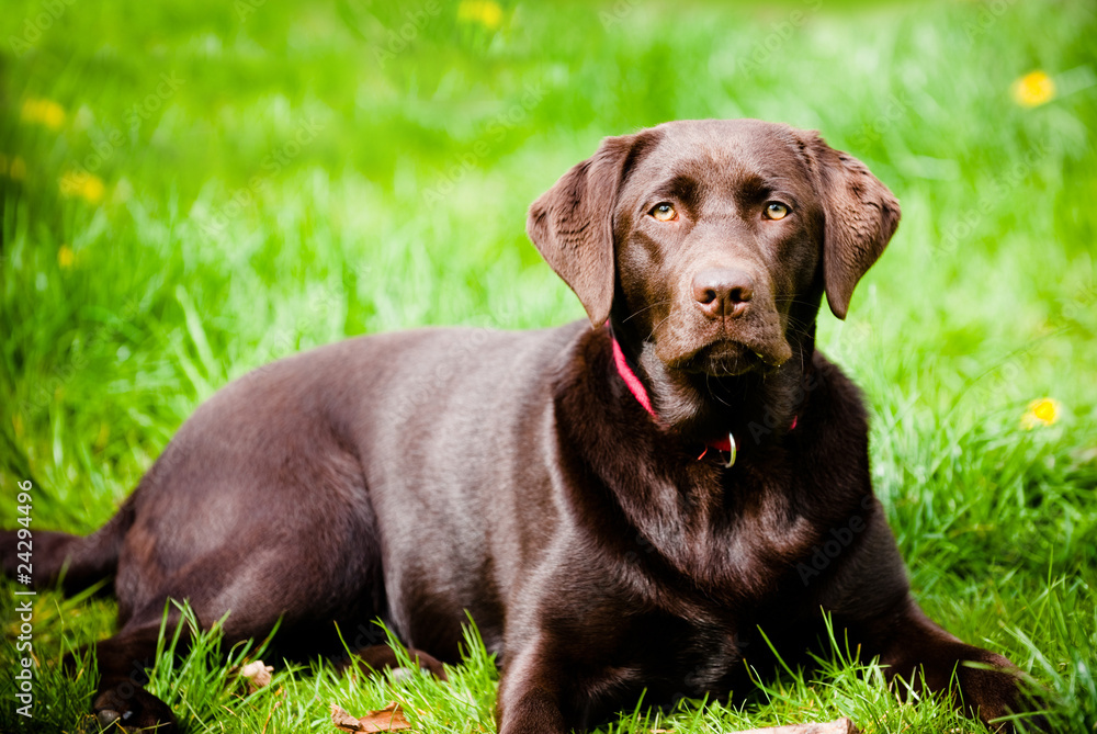 Chocolate Labrador Chocolate Labrador