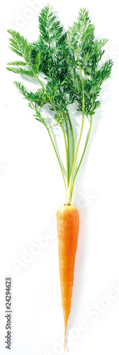 carrott with it's stalk greenery