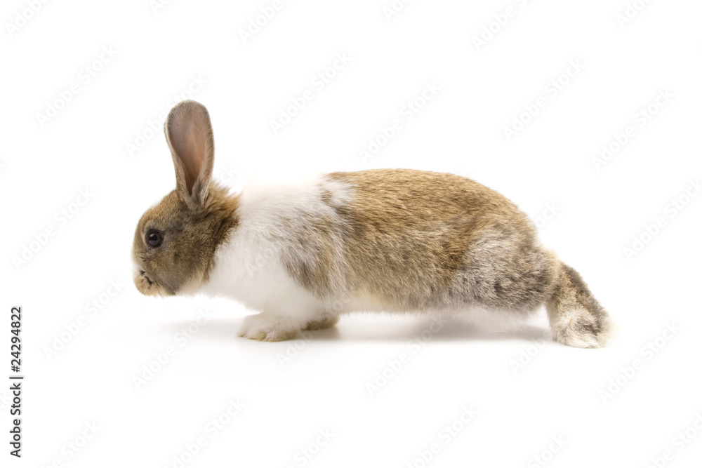 Obraz premium Adorable rabbit isolated on white