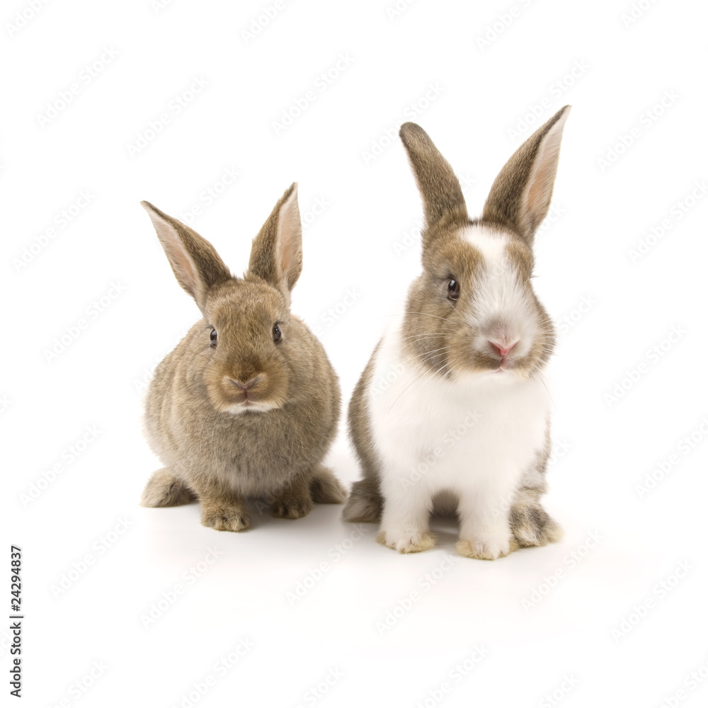 Fototapeta premium Two adorable rabbits