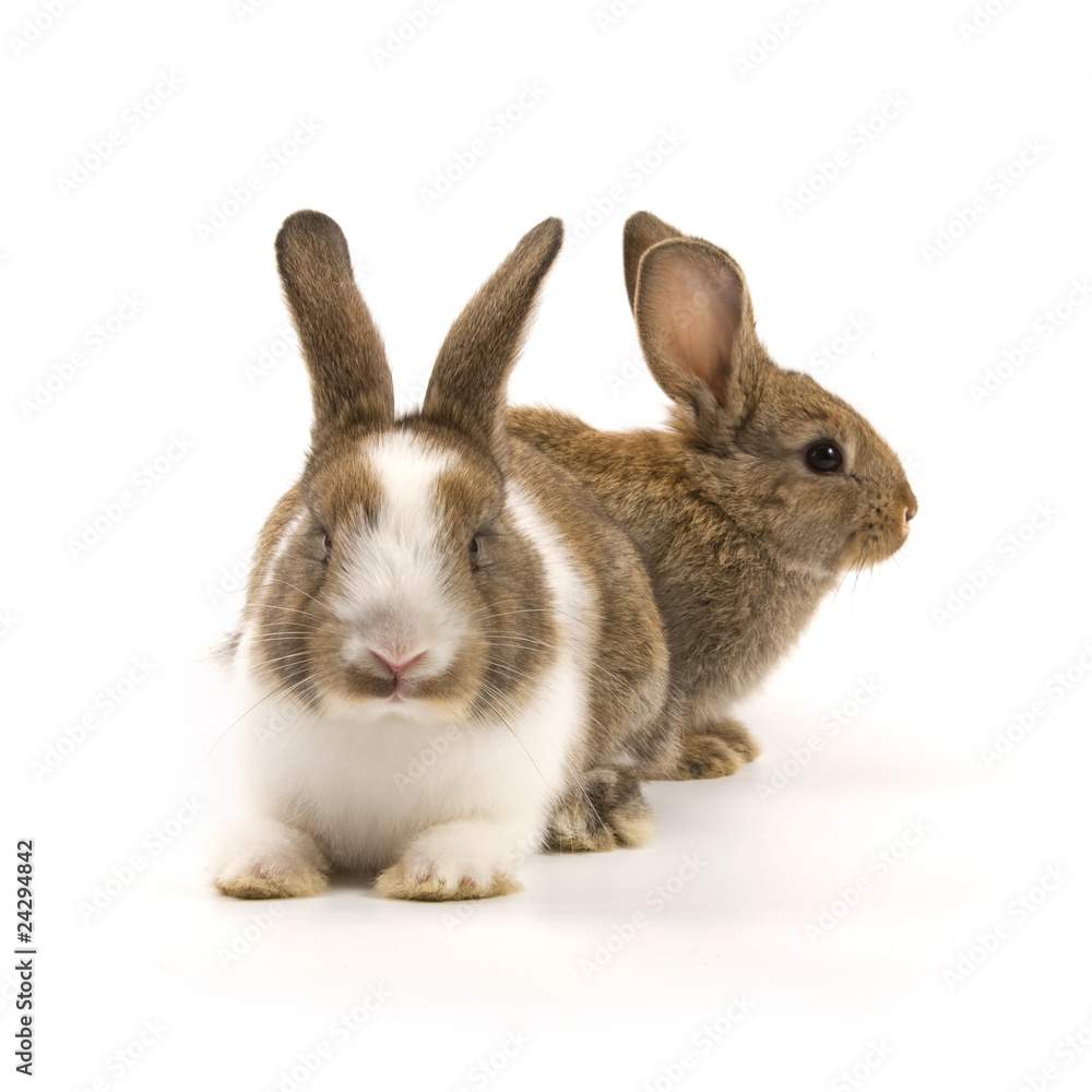 Obraz premium Two adorable rabbits