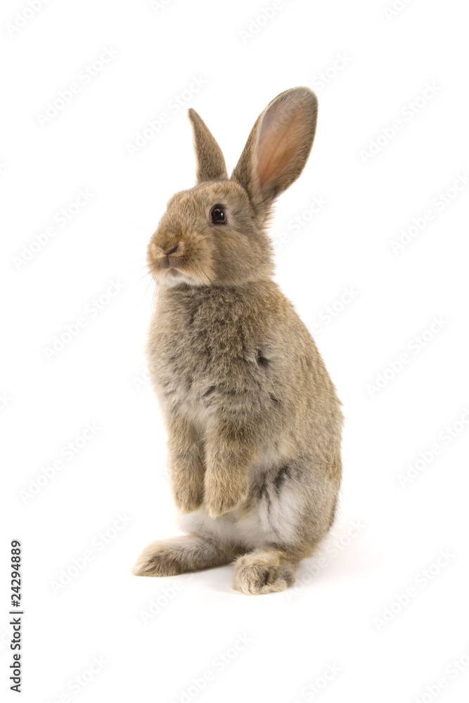 Adorable rabbit isolated on white