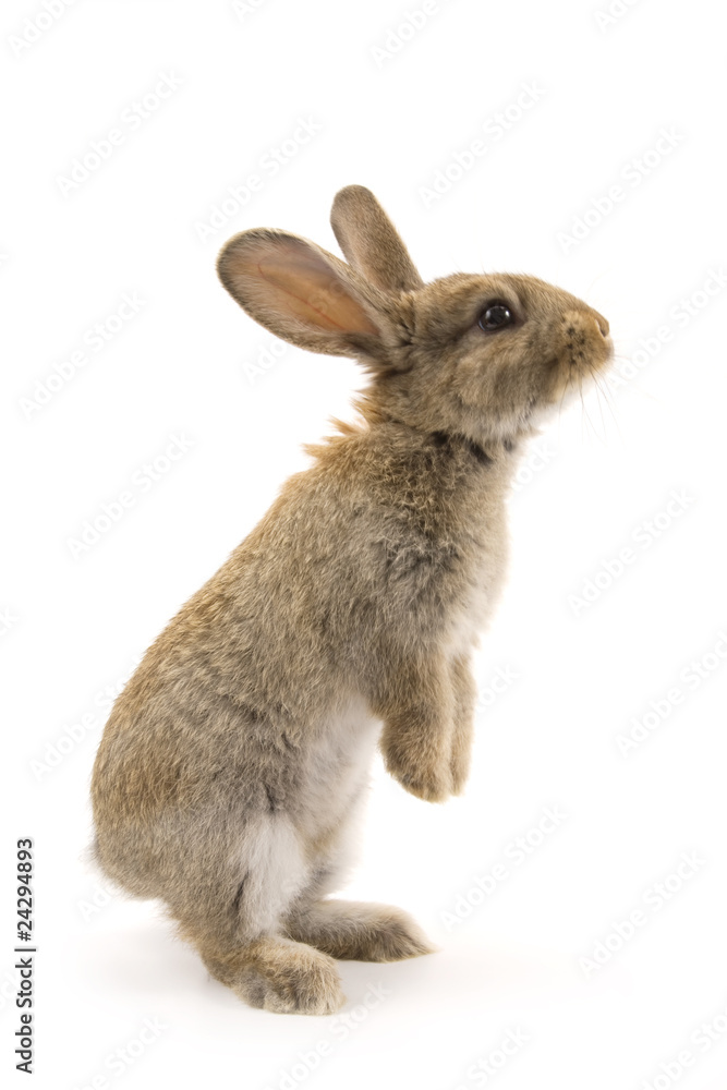 Obraz premium Adorable rabbit isolated on white