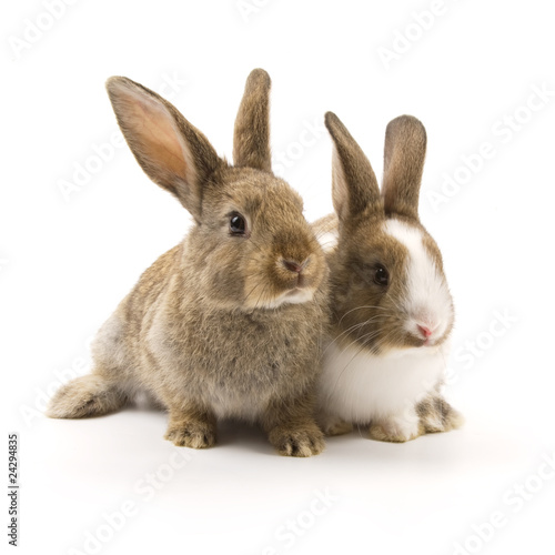 Two adorable rabbits