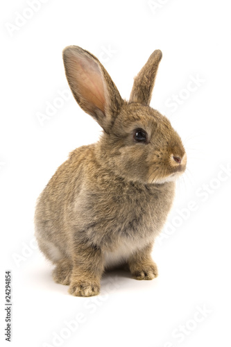 Adorable rabbit isolated on white