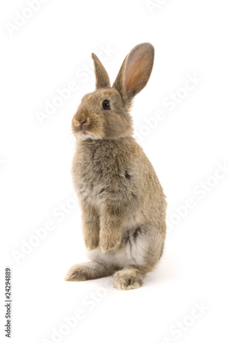 Obraz na płótnie Adorable rabbit isolated on white w salonie