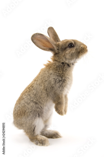 Fototapete Adorable rabbit isolated on white