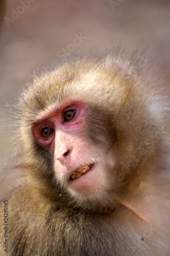 Japanese Macaque near Kyoto Japan