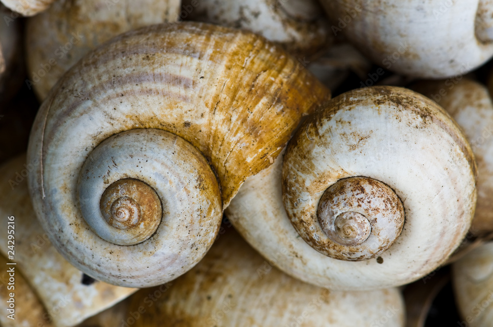 Spiral shells Spiral shells