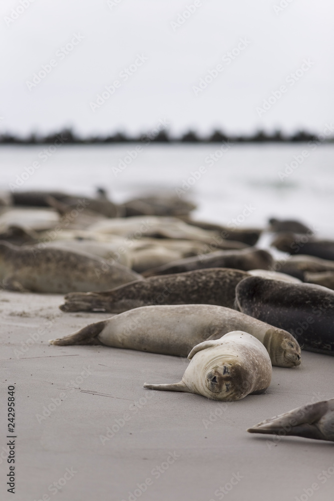 Fototapeta premium ausruhen