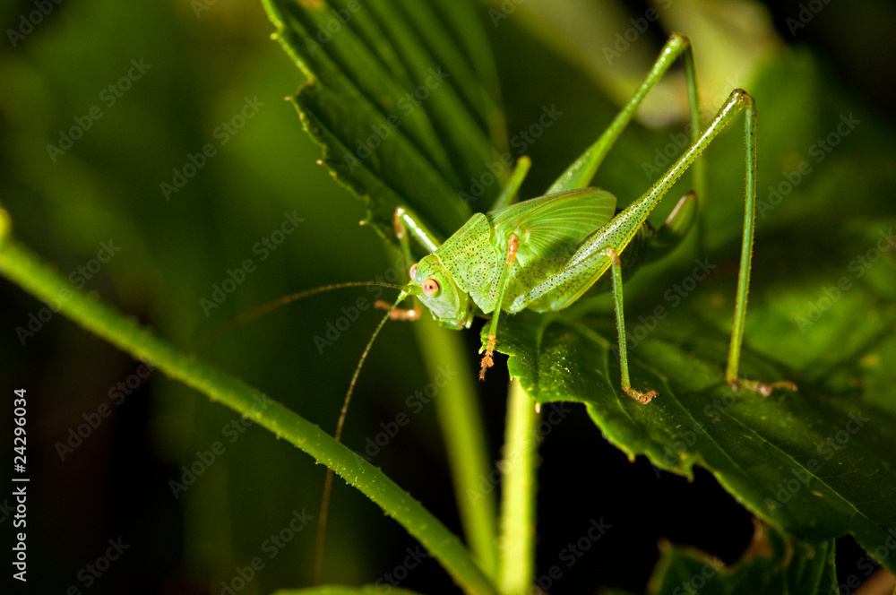 Grasshopper on a leaf Grasshopper on a leaf
