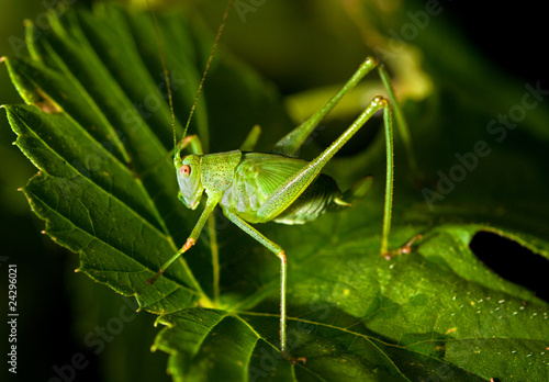 Grasshopper on a leaf © Ded Pixto