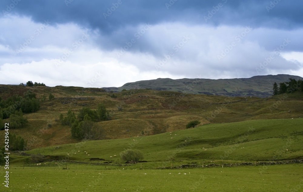 sheep grazing scottish countryside