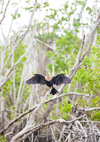 fauna of Everglades National Park, Florida, USA