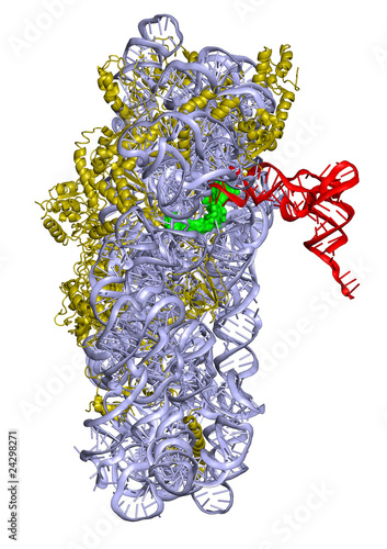 kleine ribosomale Untereinheit, bakteriell