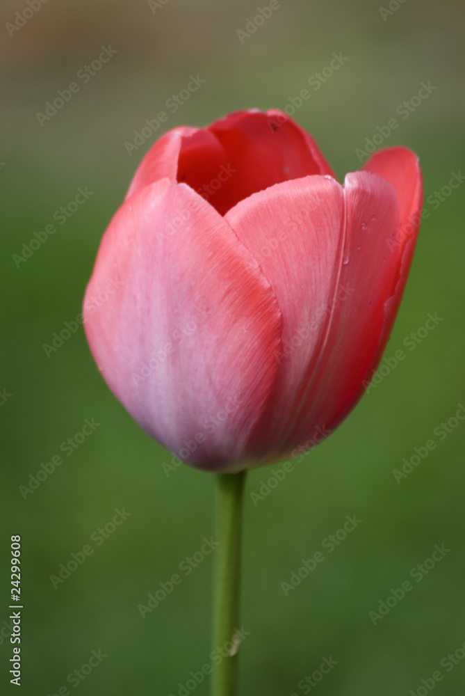 Tulip