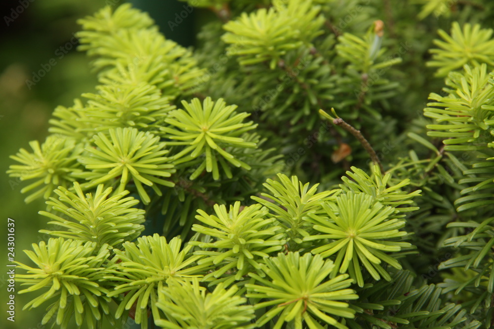 Abeto de verde intenso