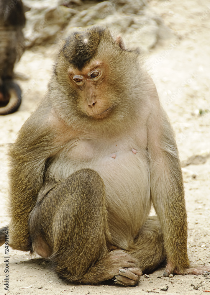 Sad monkey (pig-tailed macaque)