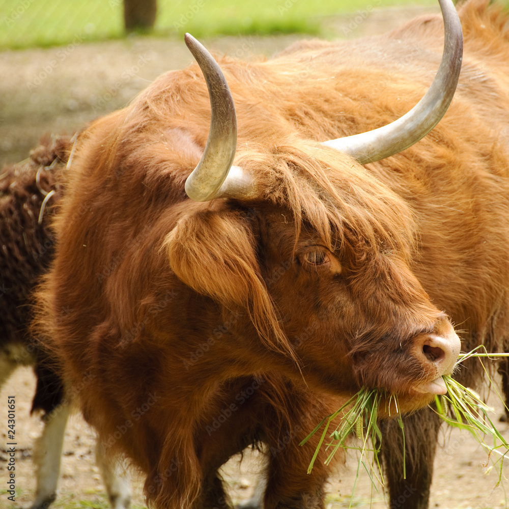 Highland cow Highland cow