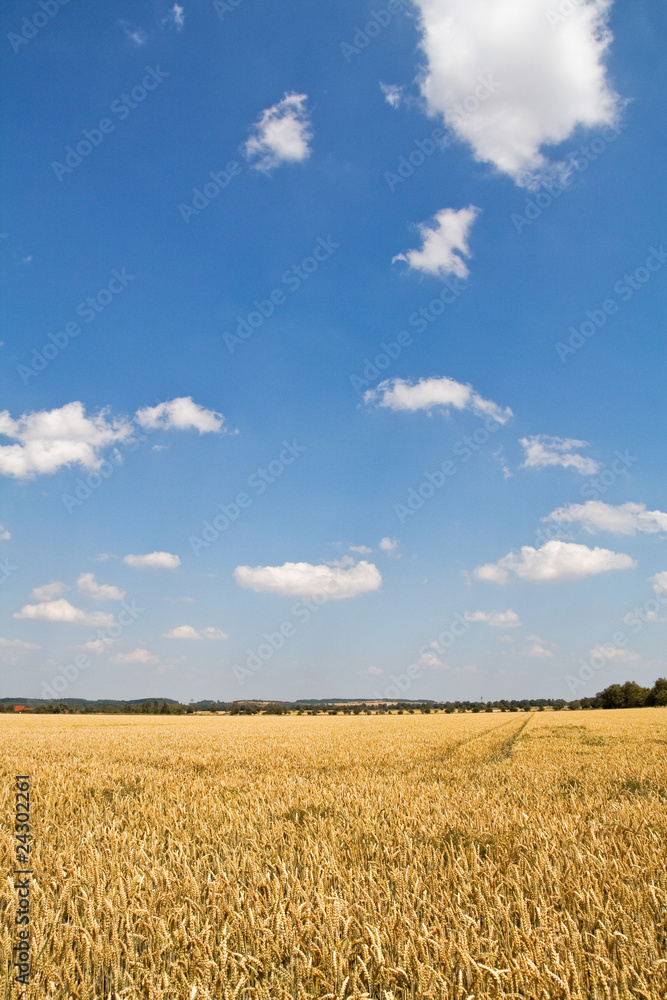 Weizenfeld im Sommer