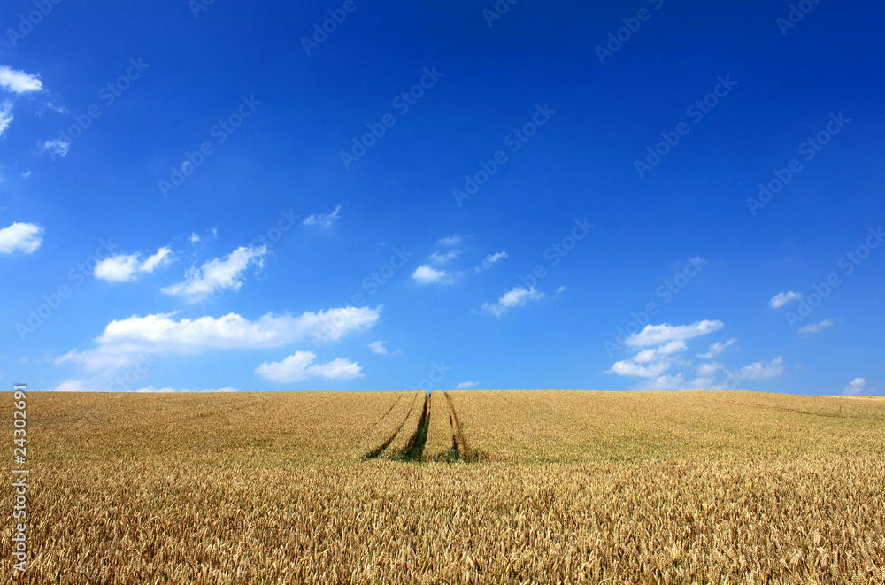 Fototapeta premium wheat field blue sky white clouds