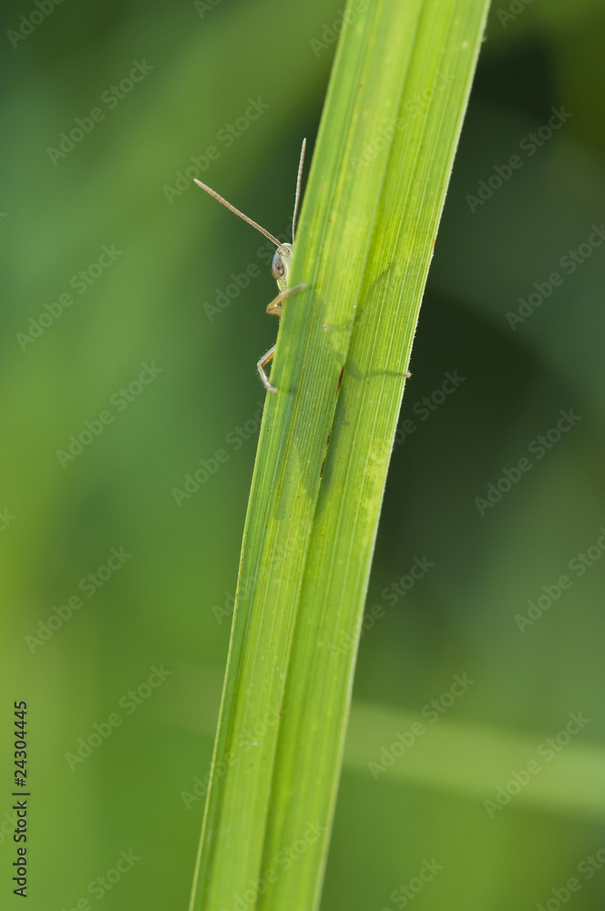 Grasshopper hiding behind a blade of grass Grasshopper hiding behind a blade of grass