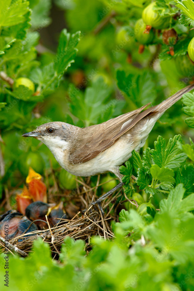 Fototapeta premium Lesser Whitethroat, Sylvia curruca